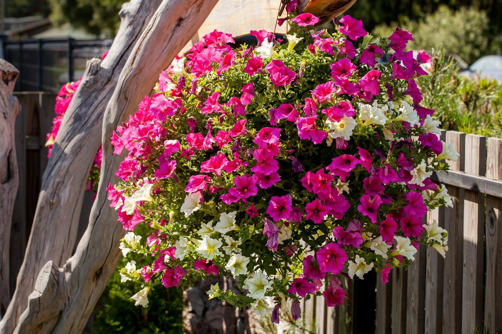 Vila Sraige Паланга Екстериор снимка